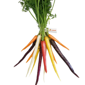 A bunch of So Sweet coloured carrots in purple, yellow, orange, red and white, with green tops and a So Sweet tag.